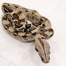 Удав Normal het max caramel albino t+