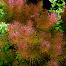 Ротала Валлиха (с грузом)