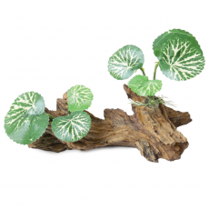 Коряга с растениями, 120*75*65мм, Laguna