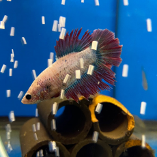 Петушок Халфмун (самка)