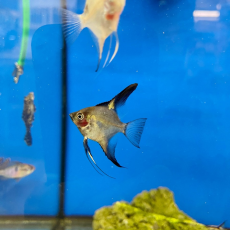 Скалярия Параиба темная