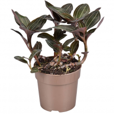 Орхидея (Ludisia Discolor )