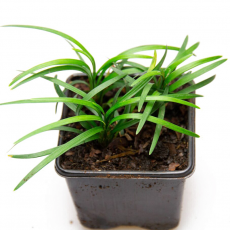 Офиопогон японский (Ophiopogon Japonicus Kyoto Dwarf)