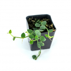 Радидофора (Rhaphidophora Pachyphylla)