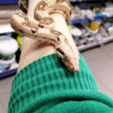 Удав Jungle max caramel albino t+