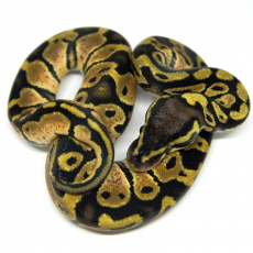 Королевский питон (Pastel), L самка
