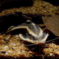 Сом Платидорас полосатый (М)