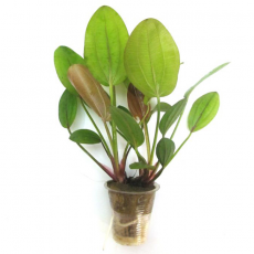 Эхинодорус сердцевидный (в горшке) L