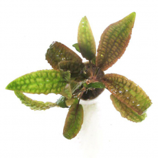 Криптокорина Гудоро (в горшке) (Cryptocoryne hudoroi)
