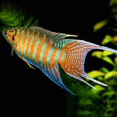 Макропод обыкновенный (Macropodus opercularis)