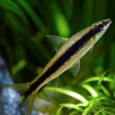 Водорослеед сиамский (M (Crossocheilus siamensis)