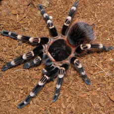 Паук Ac. geniculata, самец