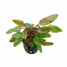 Криптокорина Аксельрода (в горшке)