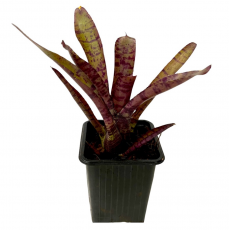 Неорегелия (Neoregelia Bonkers)