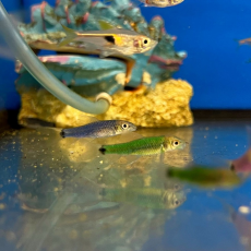 Водорослеед сетчатый "Бородоед" GLO (ассорти) (Crossocheilus reticulatus var.)