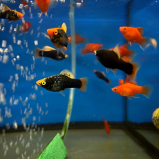 Пецилия гавайская флаговая