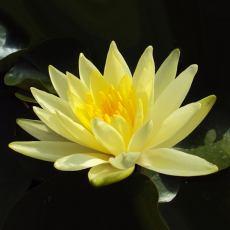 Нимфея Yellow Sensation желтая, корневище