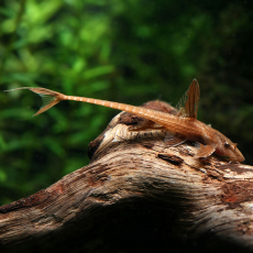 Сом Лорикария красная (M) (Loricaria filamentosa)