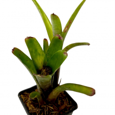 Неорегелия (Neoregelia Amandae)