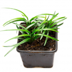 Офиопогон японский Киото (Ophiopogon japonicus Kyoto Dwarf M)