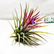 Тилландсия (Tillandsia lonantha), М