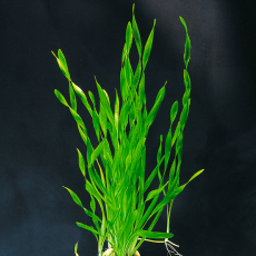 Валлиснерия спиральная (с грузом) (Vallisneria spiralis)