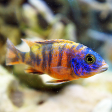 Аулонокара мультиколор (M) (Aulonocara sp. Multicolor)
