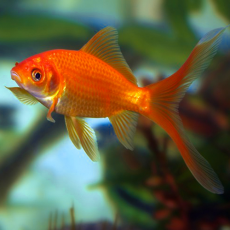 Золотая рыбка Комета красная (L) (Carassius auratus)