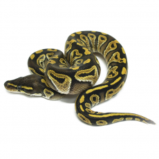 Королевский питон (Mojave), S
