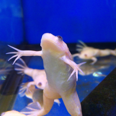 Лягушка шпорцевая альбинос  (Xenopus laevis)