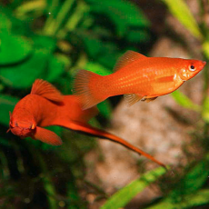 Меченосец красный ассорти (Xiphophorus helleri)