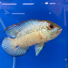 Наннакара неоновая (L) (Andinoacara sp.)