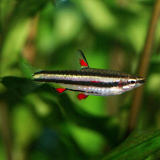Нанностомус маргинатус (Nannostomus marginatus)