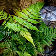 Нефролепис (nephrolepis Exaltata Vitale)