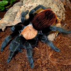 Паук-птицеед Br. albiceps, L1-3