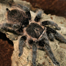Паук-птицеед Br. Albopilosum, самка, 2.5 см