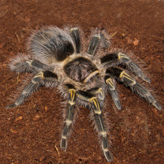 Паук-птицеед Gr. Aureostriata, L1-2