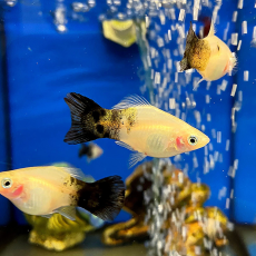 Пецилия Панда (Xiphophorus maculatus)