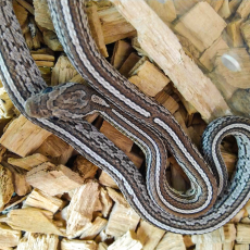 Полоз маисовый Anery Tessera