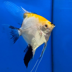 Скалярия кои трехцветная (L) (Pterophyllum scalare var.)