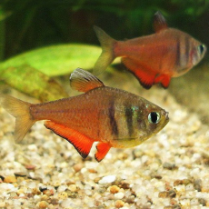 Тетра Фон рио (Hyphessobrycon flammeus)