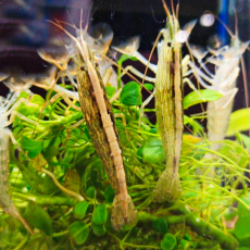 Креветка банановая фильтратор (M) (Atyopsis moluccensis)