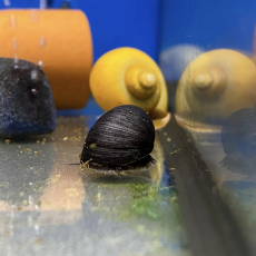 Улитка каска (Neritina pulligera)