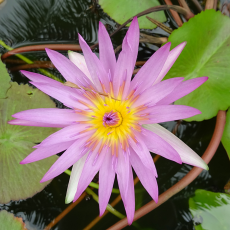 Нимфея Capensis голубой, (Nymphaea capensis), тропическая