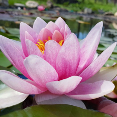 Нимфея Marliacea Flammea красная (пророщенная)