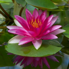 Нимфея Gloriosa красная, корневище