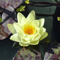 Нимфея Marliacea Chromatella желтая, корневище
