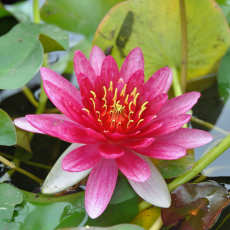 Нимфея Marliacea Rubra Punctata красная, корневище
