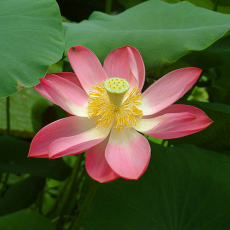 Лотос Хонг Линг Джин (Nelumbo Hong Ling Jin), красный, корневище
