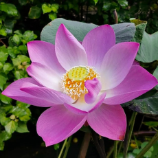 Лотос Ян Чжоу Ван Лянь (Nelumbo " Yang Zhou Wan Lian), бордово-розовый, корневище